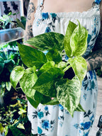 Epipremnum Aureum 'Marble Queen' pot 12cm