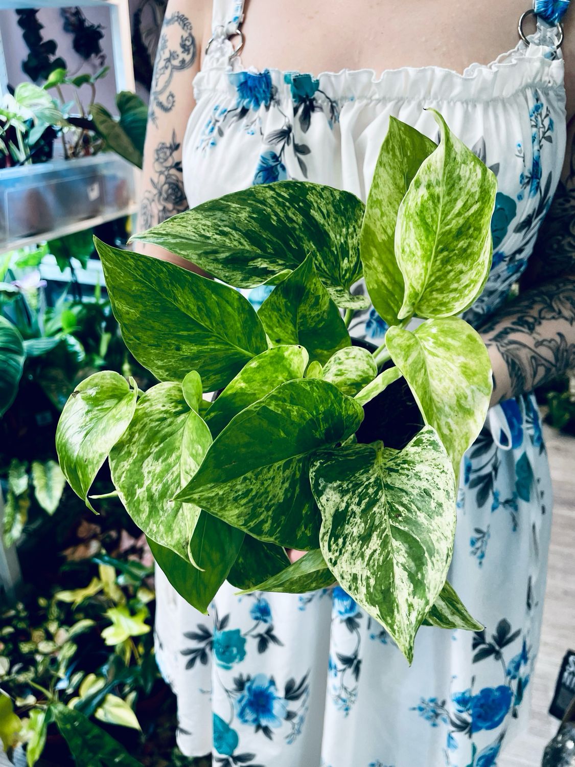 Epipremnum Aureum 'Marble Queen' pot 12cm