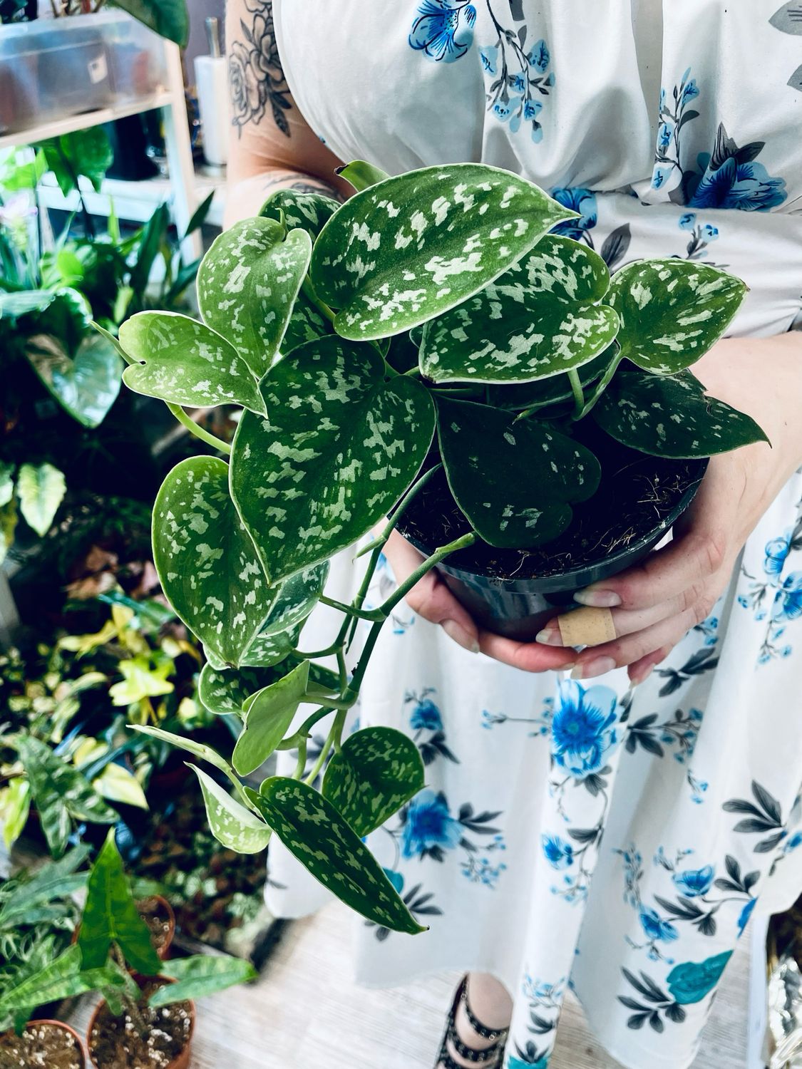 Scindapsus pictus Argyraeus Satin Pothos fi12