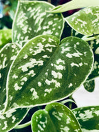 Scindapsus pictus Argyraeus Satin Pothos fi12