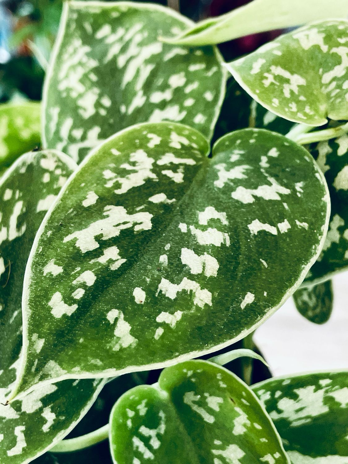 Scindapsus pictus Argyraeus Satin Pothos fi12