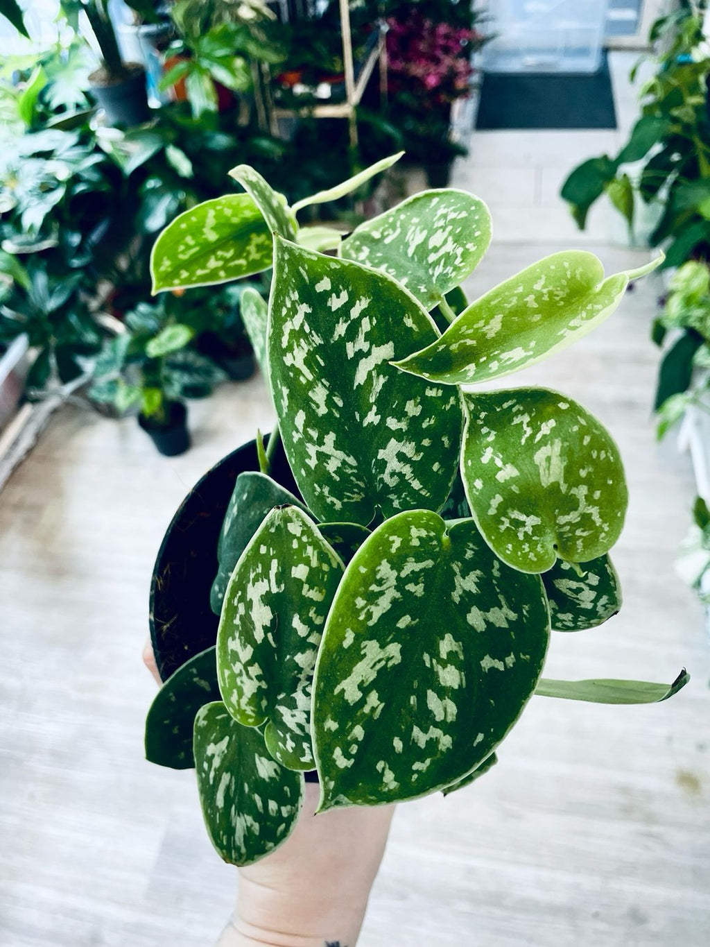 Scindapsus pictus Argyraeus Satin Pothos fi12