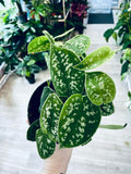 Scindapsus pictus Argyraeus Satin Pothos fi12