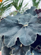 Begonia rex Dark Mambo 12cm pot