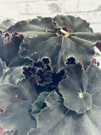 Begonia rex Dark Mambo 12cm pot