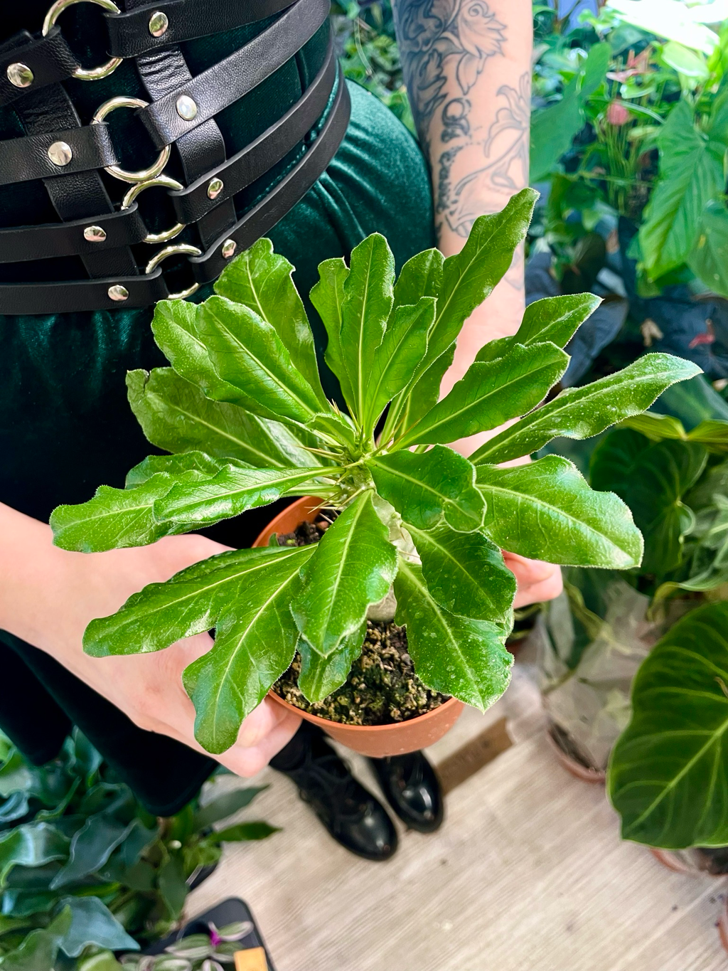 Pachypodium Saundersii  (Kudu Lily) fi12