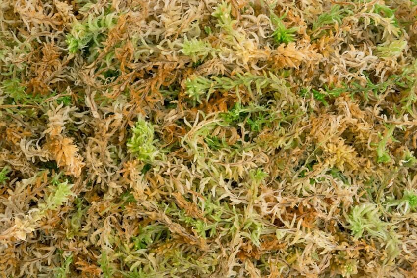Besgrow Spagmoss 150g (12L) New Zealand Sphagnum Moss - Premium sphagnum moss from New Zealand