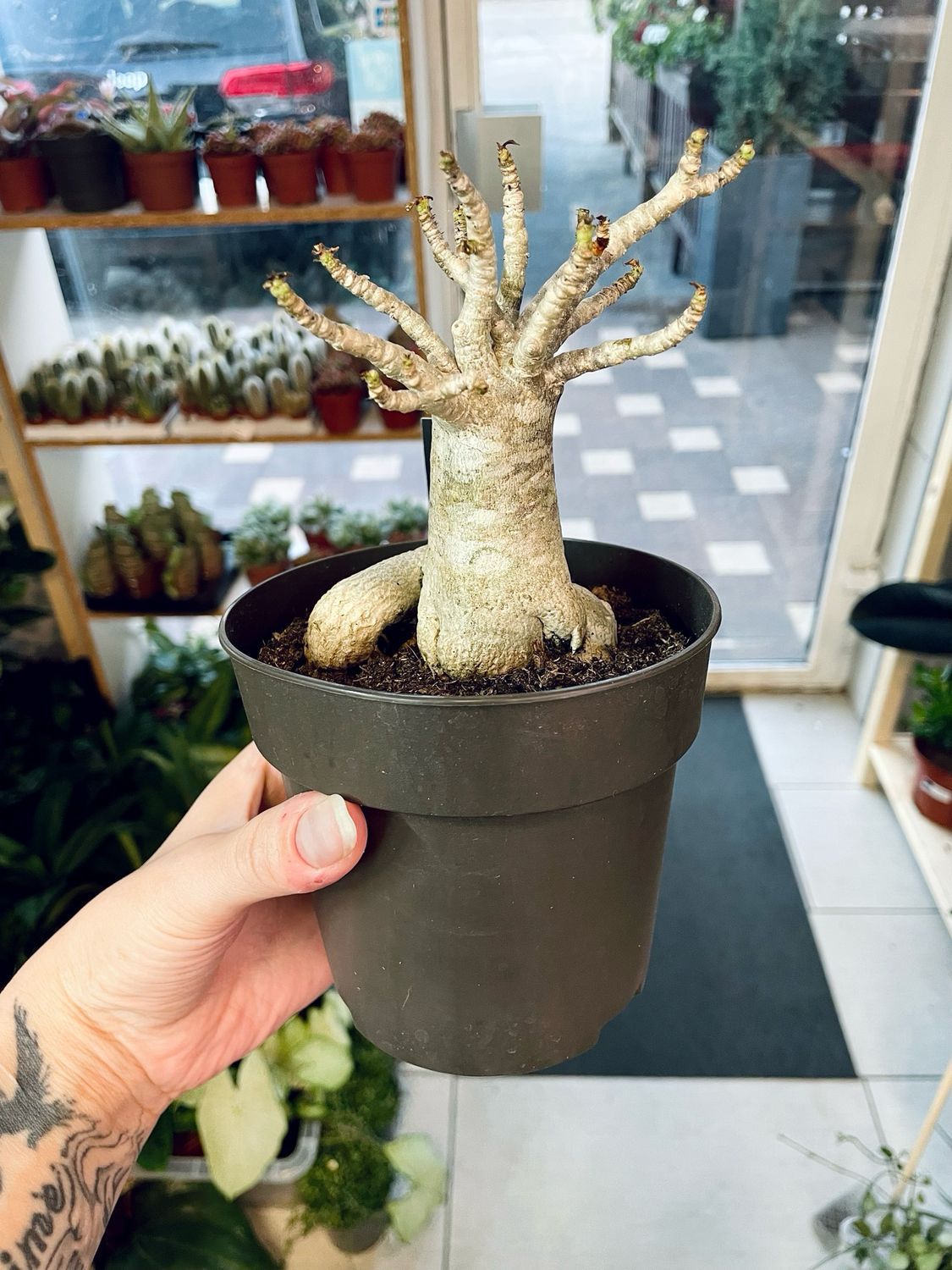 Adenium Obesum Baobab (Pustinjska Ruža) fi12