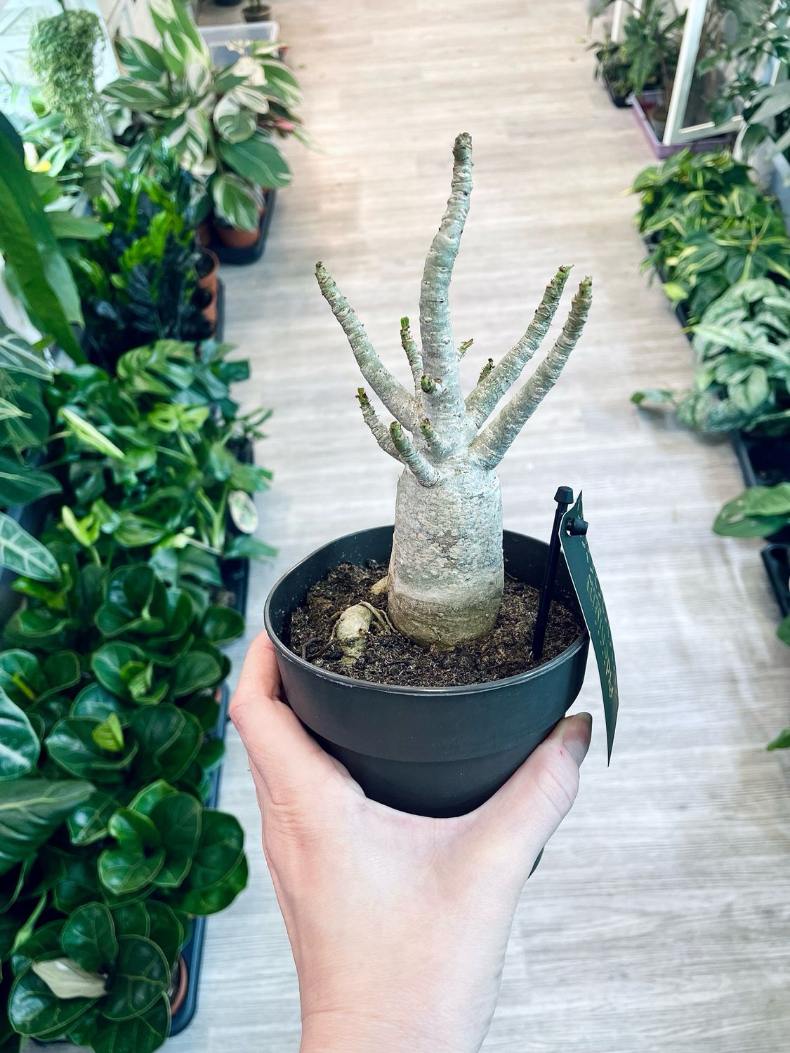 Adenium Obesum Baobab (Pustinjska Ruža) fi12