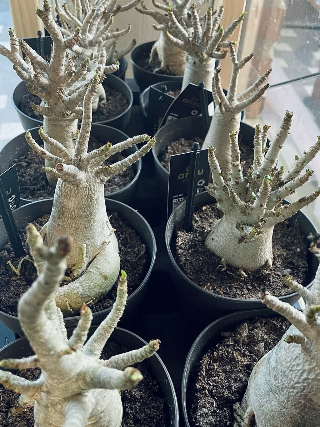 Adenium Obesum Baobab (Desert Rose) fi12