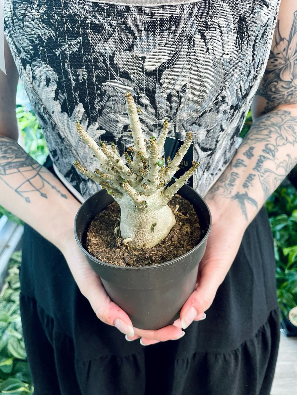 Adenium Obesum Baobab (Desert Rose) fi12