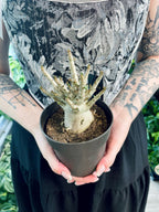 Adenium Obesum Baobab (Desert Rose) fi12
