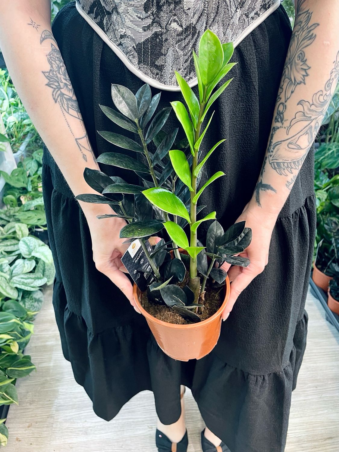 Zamioculcas Zamiifolia Raven (crna zz zamija) fi14