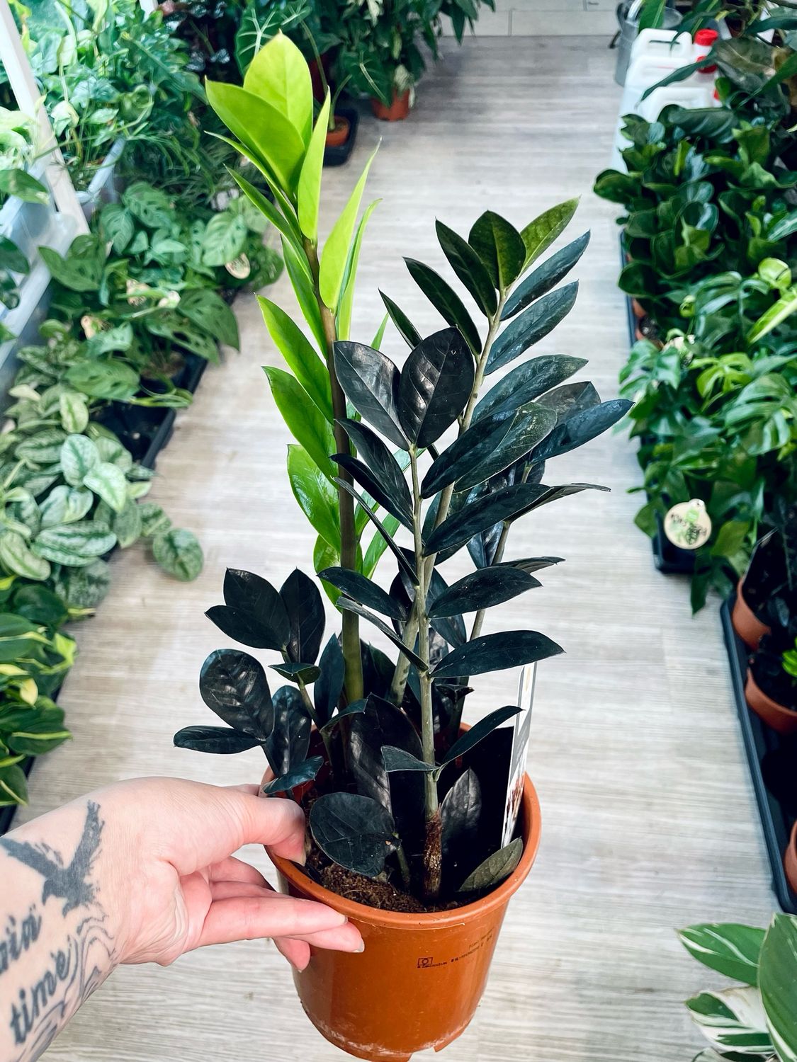 Zamioculcas Zamiifolia Raven (crna zz zamija) fi14