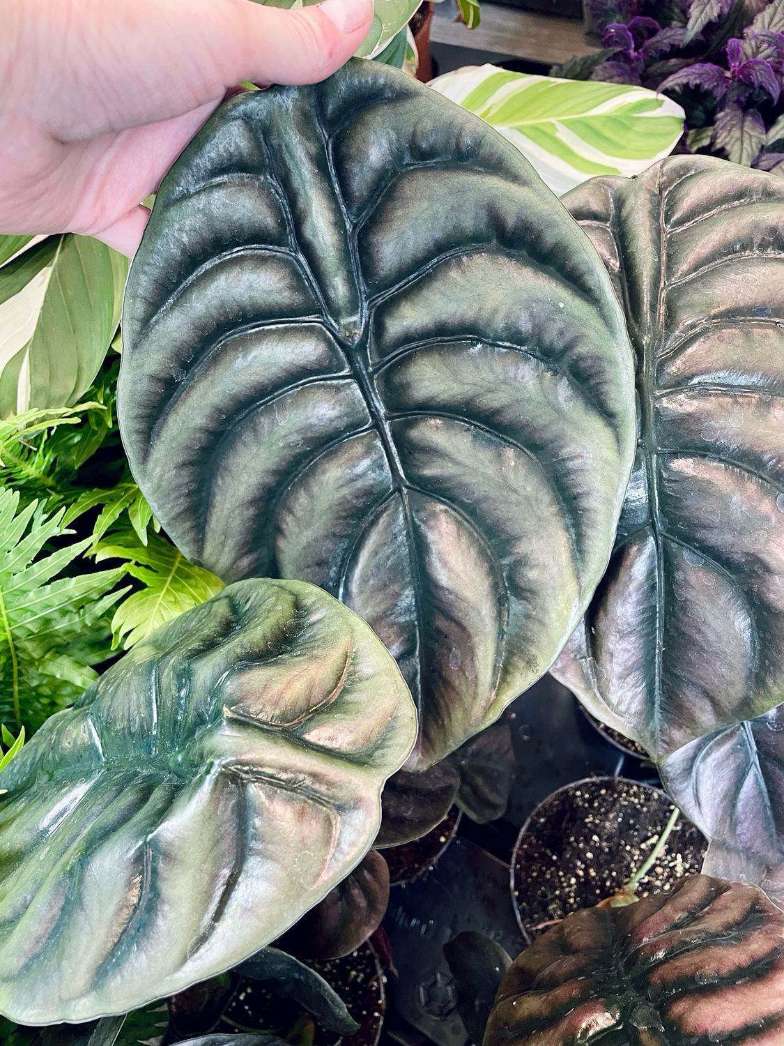 Alocasia Cuprea (Red Secret) fi14