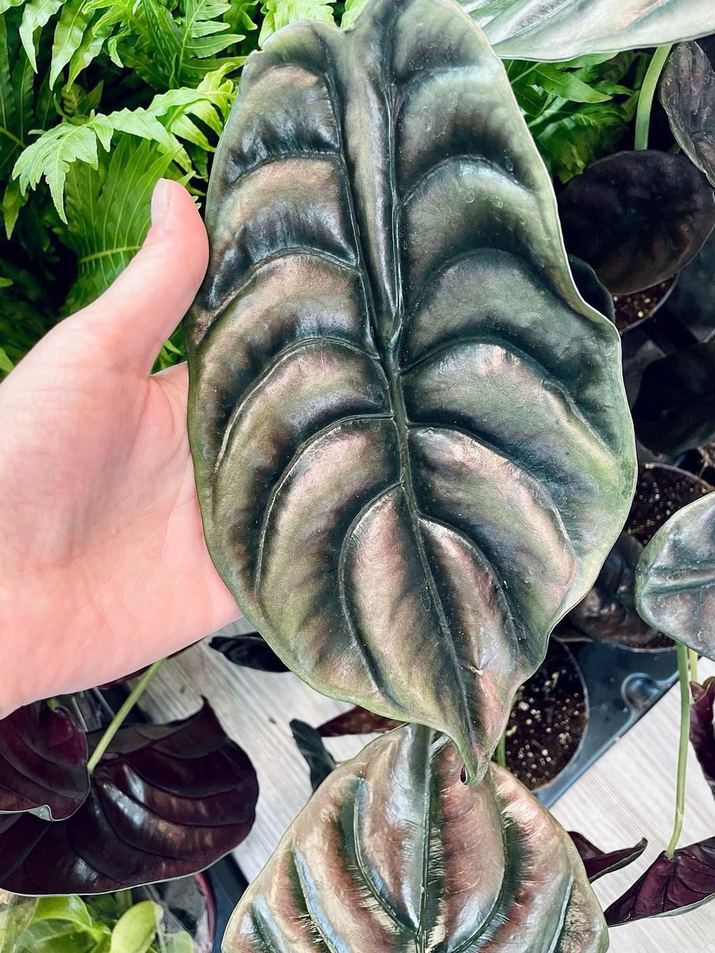 Alocasia Cuprea (Red Secret) fi14