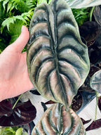 Alocasia Cuprea (Red Secret) fi14