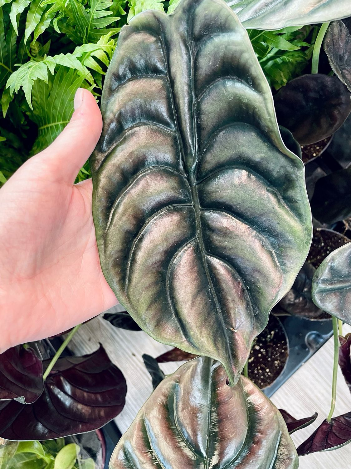 Alocasia Cuprea (Red Secret) fi14