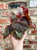 Begonia Morris fi8