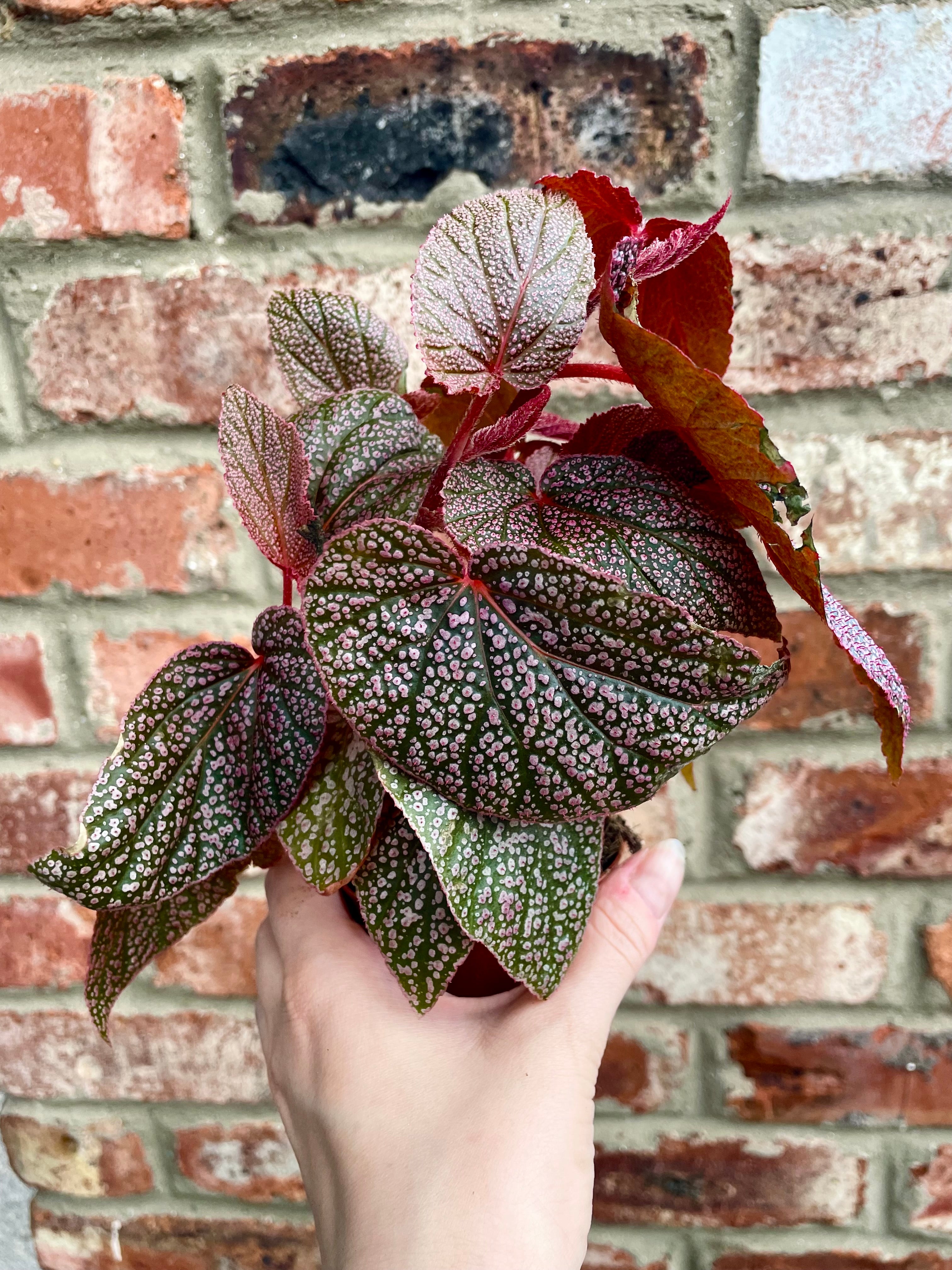 Begonia Morris fi8