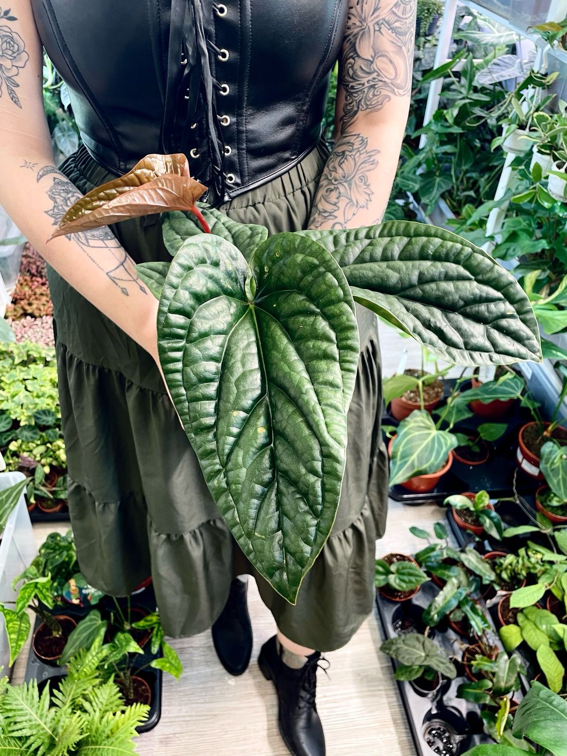 Anthurium Luxurians x Radicans fi12