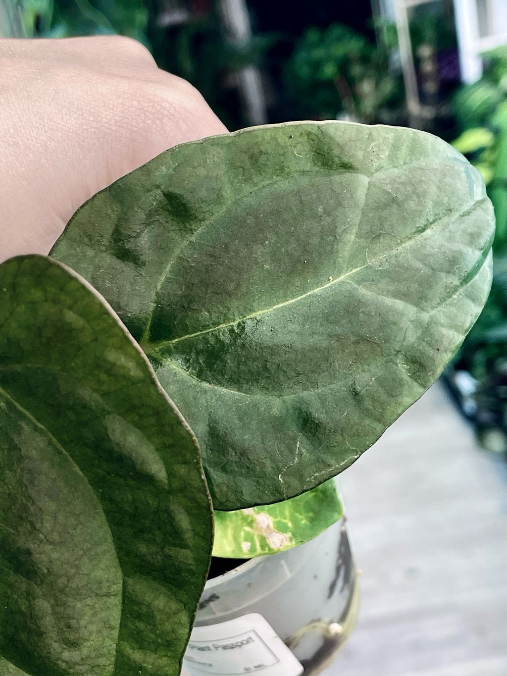 Anthurium Ace of Spades x Papillilaminum fi7