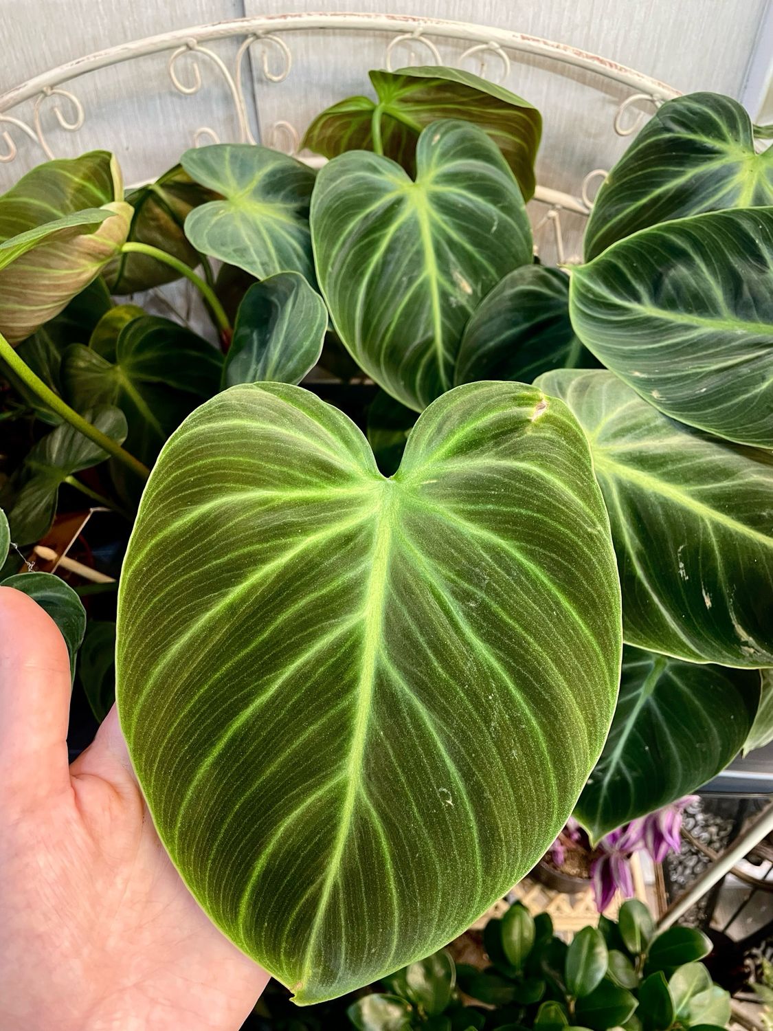 Philodendron El Choco Red fi12