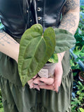 Anthurium Ace of Spades x Papillilaminum fi7