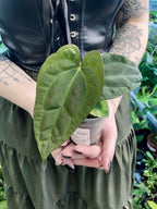 Anthurium Ace of Spades x Papillilaminum fi7