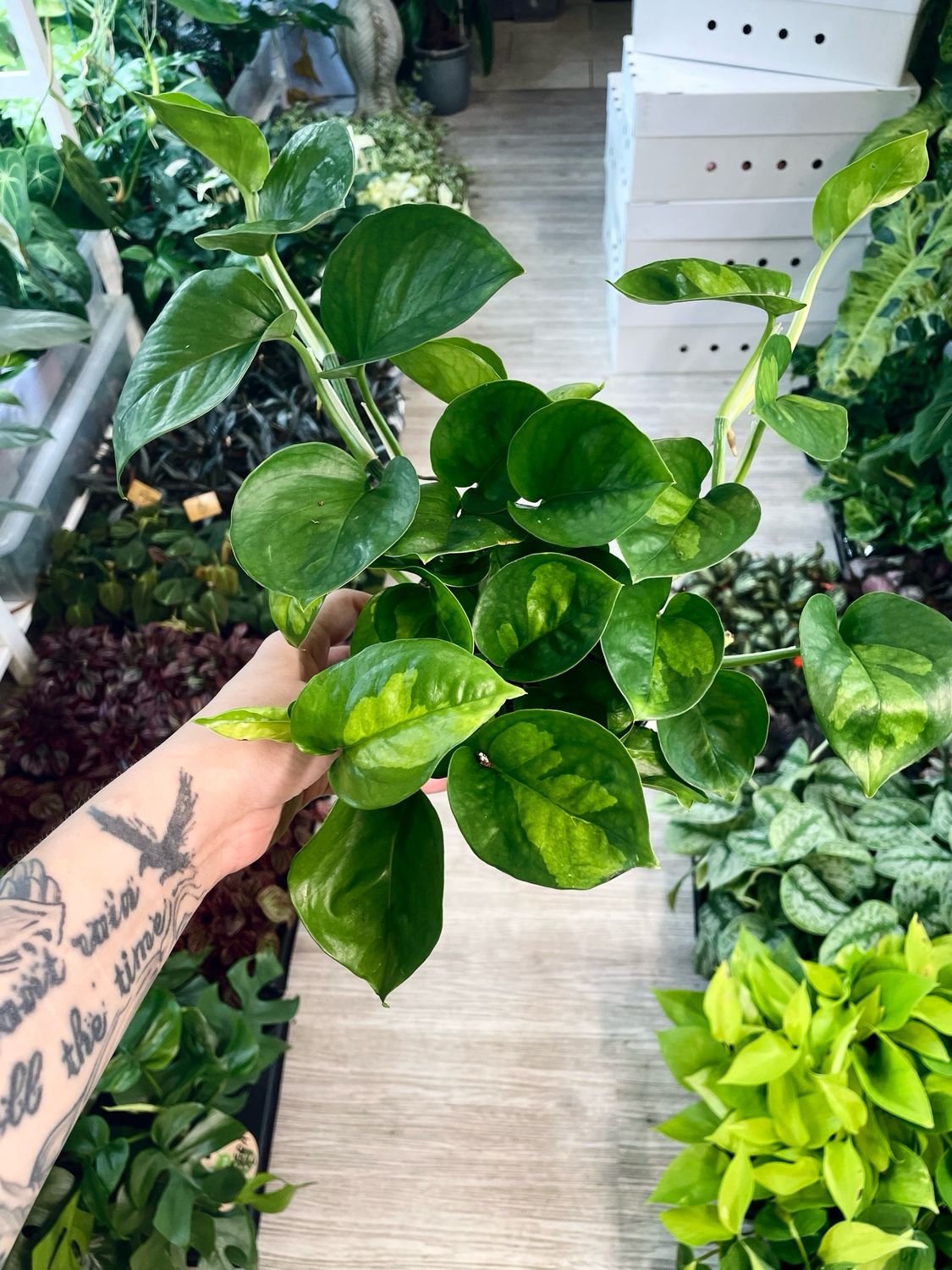 Epipremnum Global Green fi12