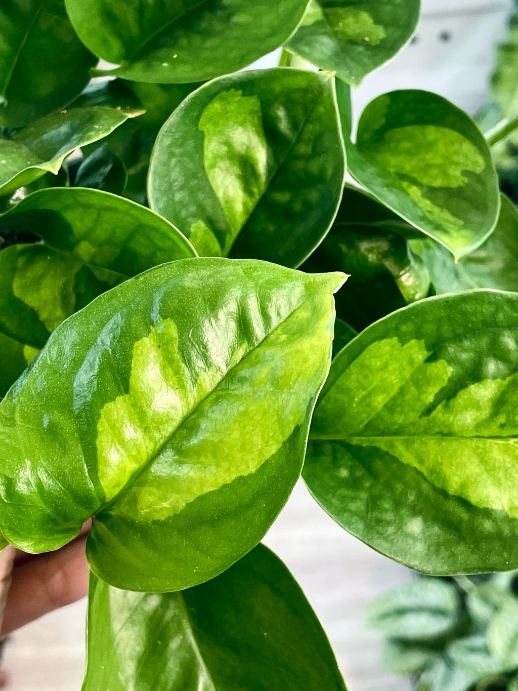 Epipremnum Global Green fi12