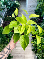 Epipremnum Lime fi12