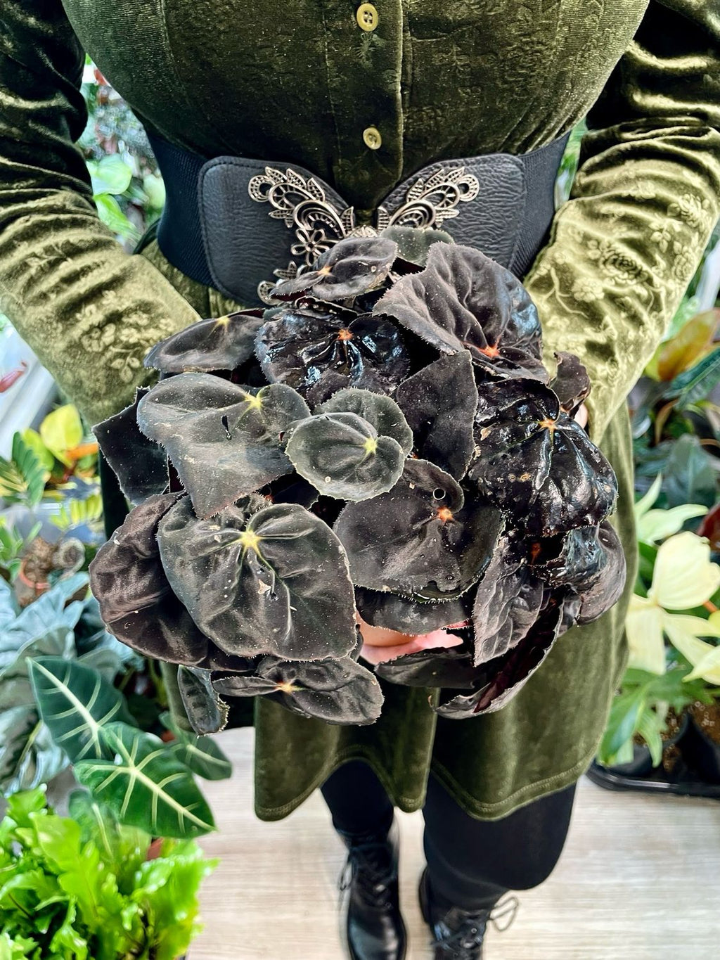 Begonia rex Magic Conga fi12