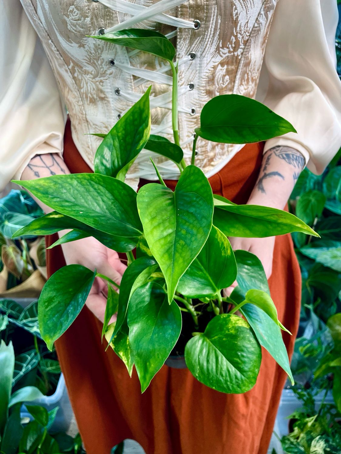 Epipremnum Aureum 'Golden Pothos' (Zlatni Puzavac) fi12