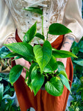 Epipremnum Aureum 'Golden Pothos' (Golden Pothos) fi12