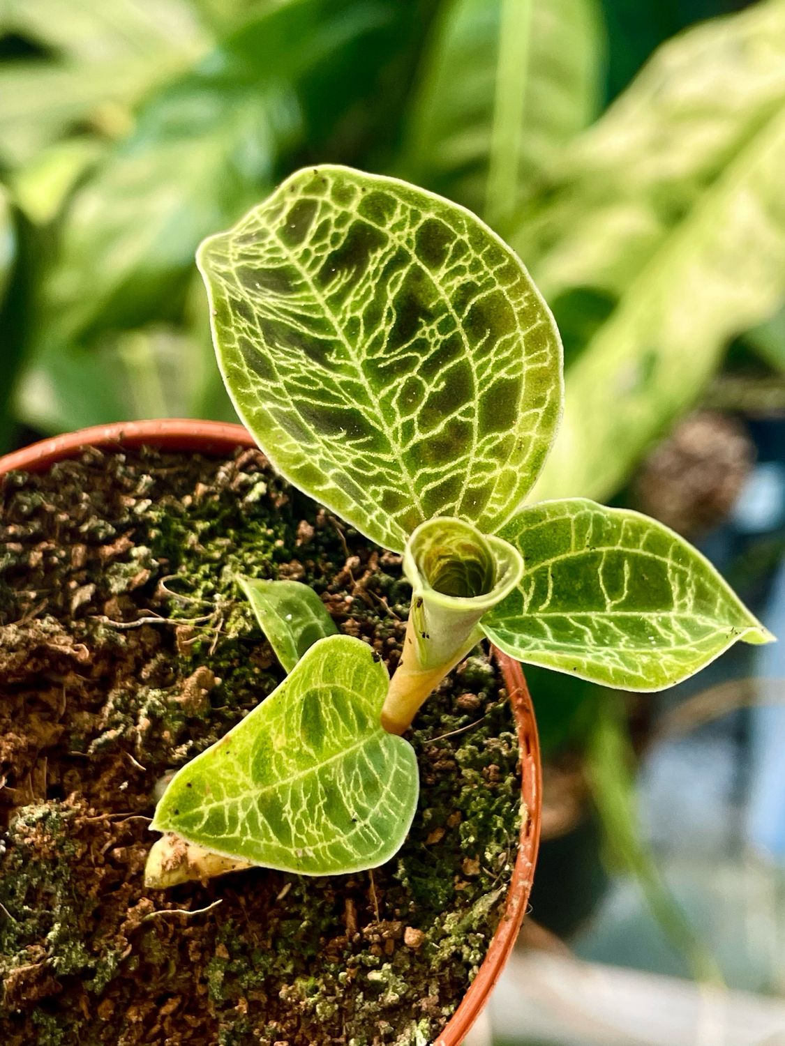 Macodes Petola Jewel Orchid