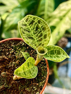 Macodes Petola Jewel Orchid