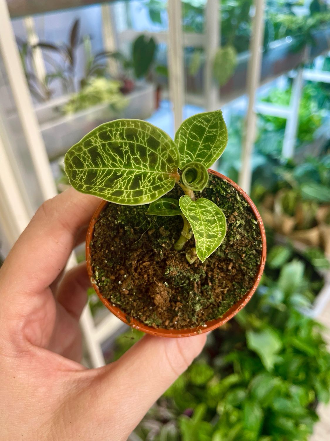 Macodes Petola Jewel Orchid