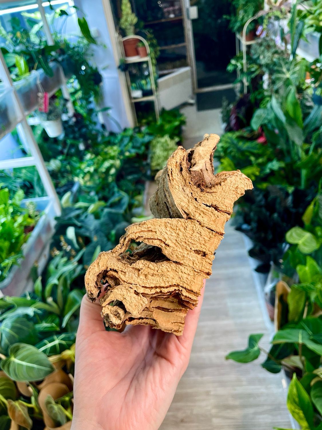 Cork Bark 15cm