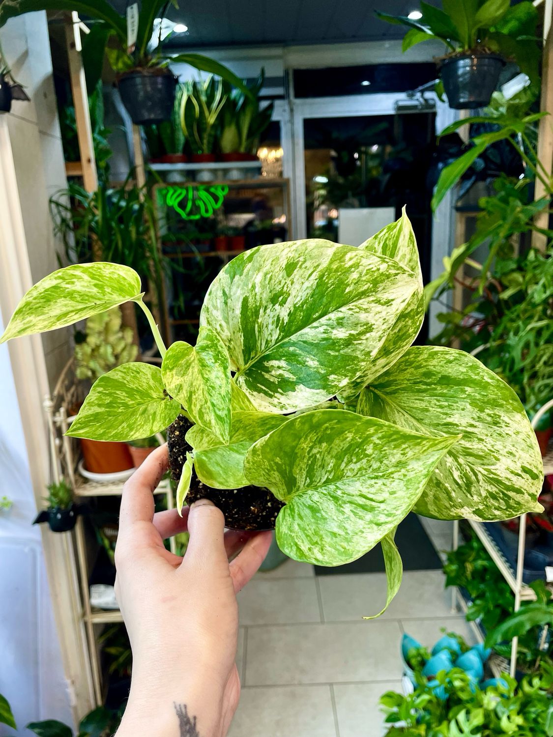 Epipremnum Aureum 'Marble Queen' pot 12cm