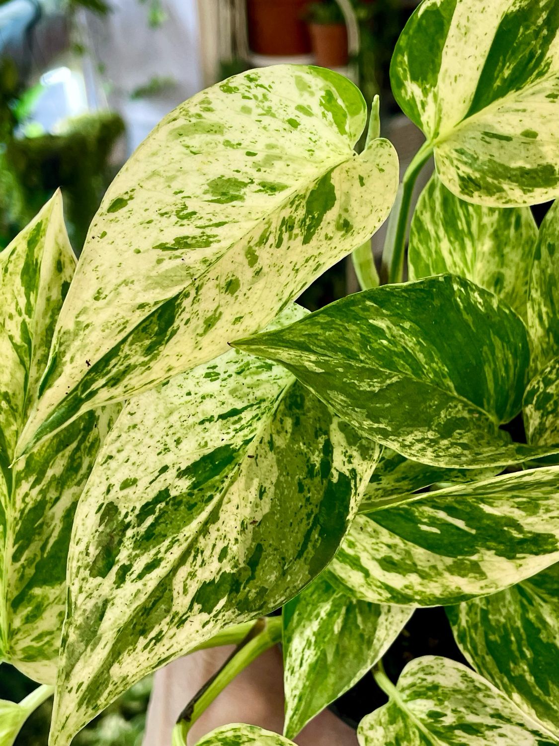Epipremnum Aureum 'Marble Queen' fi12
