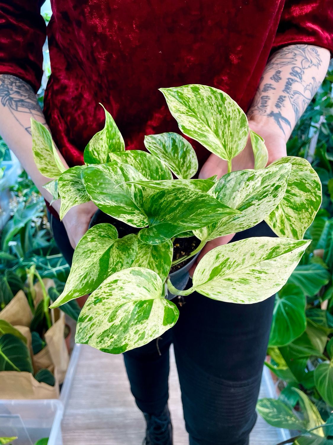 Epipremnum Aureum 'Marble Queen' fi12