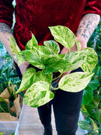 Epipremnum Aureum 'Marble Queen' pot 12cm