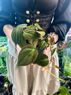 Philodendron Micans fi12
