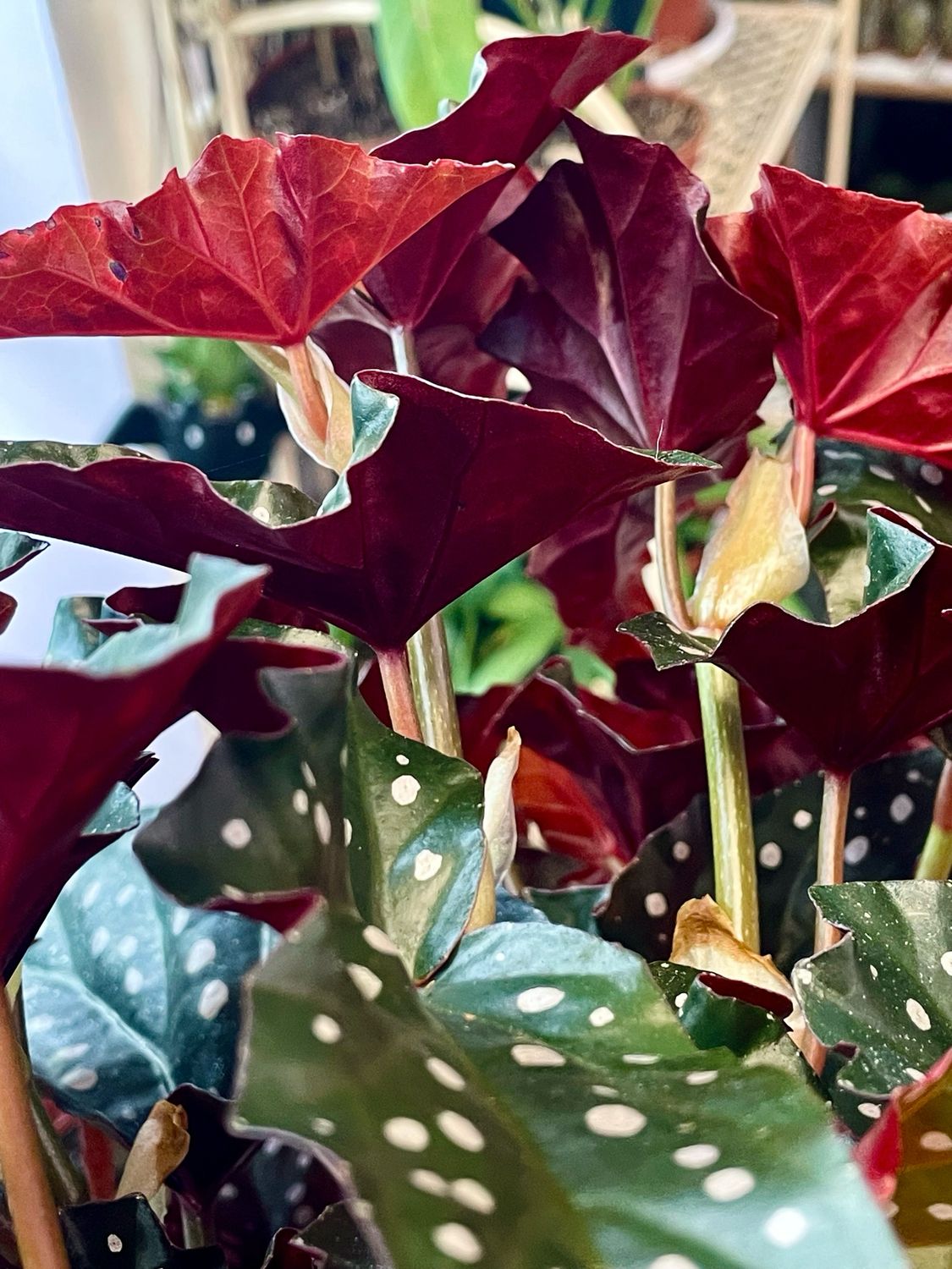 Begonia maculata Black Forest (crna točkasta begonija) fi14