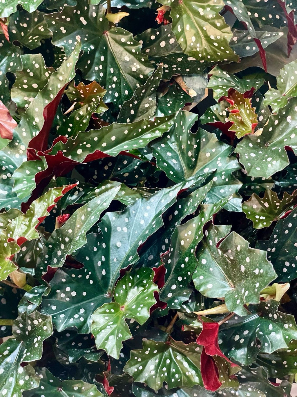 Begonia maculata Black Forest (crna točkasta begonija) fi14