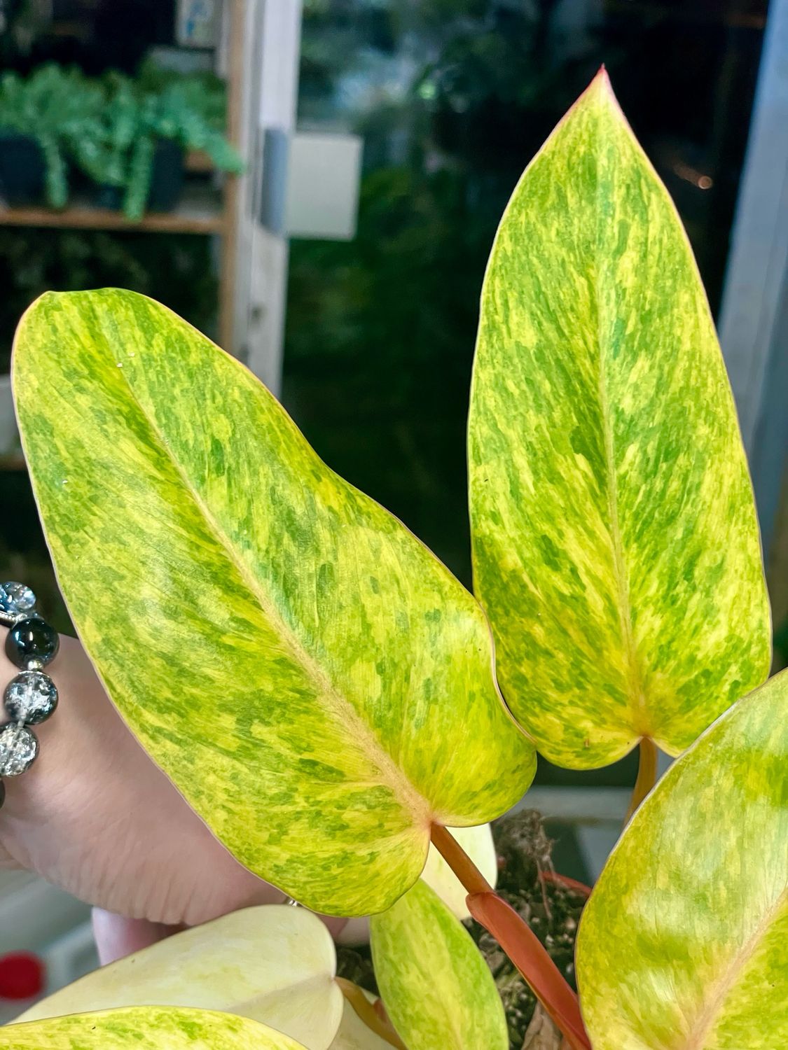 Philodendron Painted Lady fi12