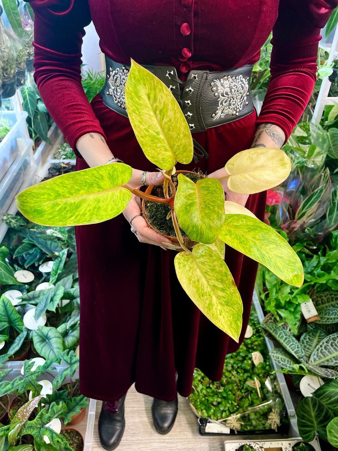 Philodendron Painted Lady fi12