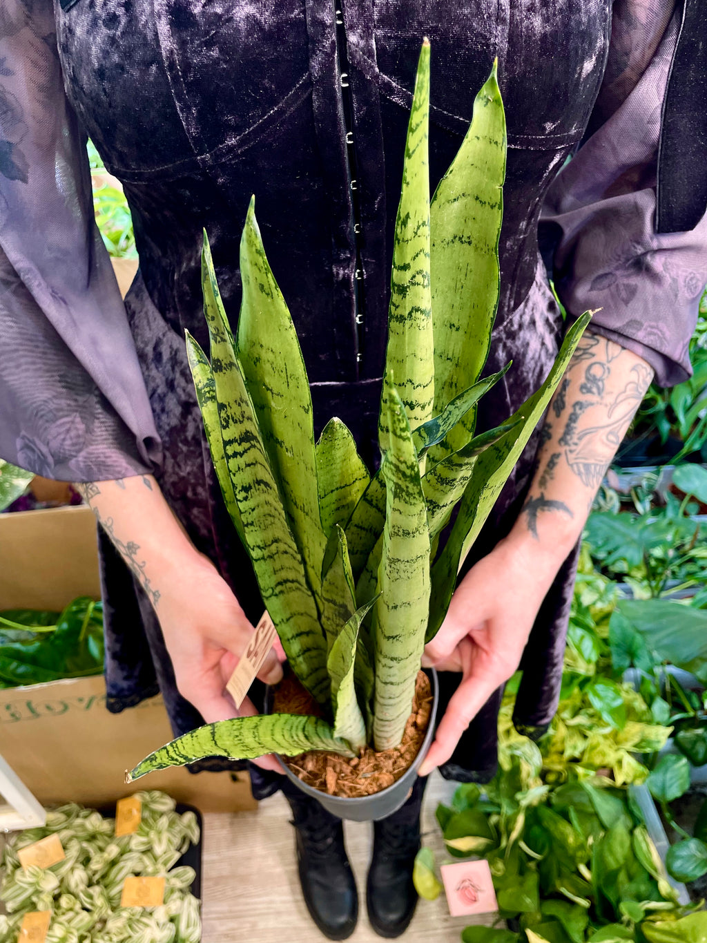 Sansevieria Spermint svekrvin jezik fi12