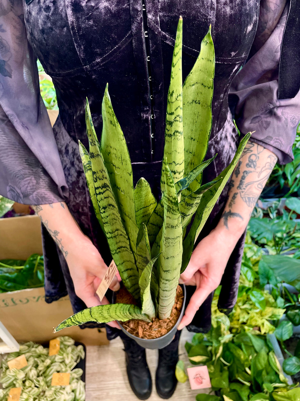 Sansevieria Spermint svekrvin jezik fi12
